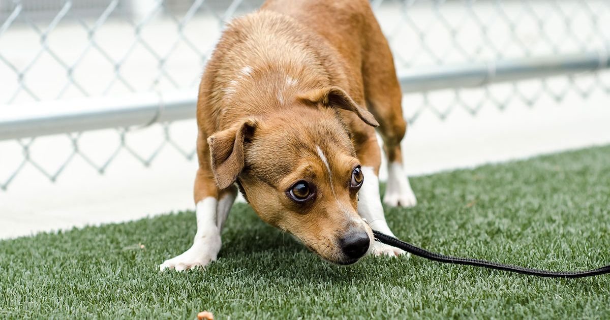 How to calm an anxious dog. How to calm dog anxiety naturally, How to calm down a dog with anxiety, How to calm an anxious dog at night, What to give dogs for anxiety.