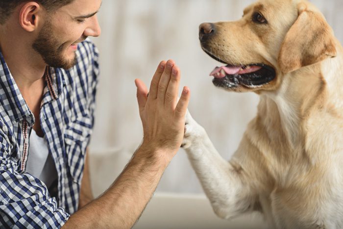 Pet therapy. please read more in detail about this topic - Therapy dogs for anxiety, Anxiety support dog, Therapy pet, Therapy dog.