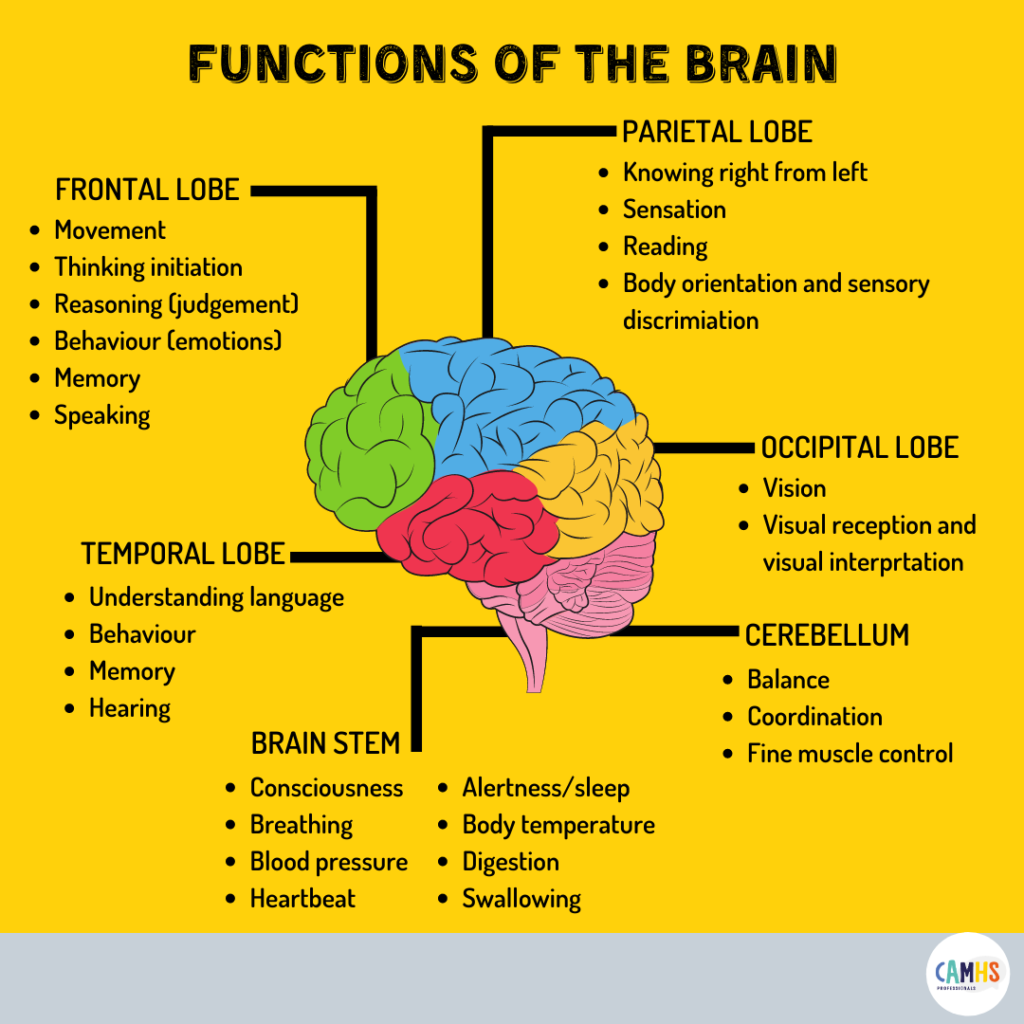 Please read this in detail Brain parts and functions, Brain anatomy and function, Brain structure and function, Right and left side, Brains function.