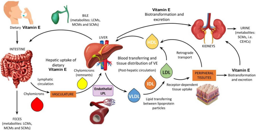 Enjoy the information in detail about Benefits vitamin e, vitamin e benefits for skin, Vit e benefits, Vitamin a & e benefits, Vitamin e vitamin benefits, Vitamin e what it does.
