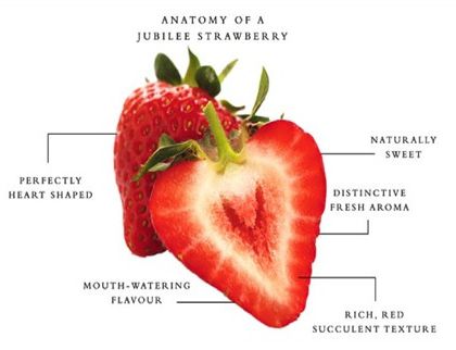 Enjoy the information which help you undertsand better Allergy symptoms to strawberries, Strawberry allergy, Rash from strawberries, Skin rash from strawberries, Strawberries and allergies.
