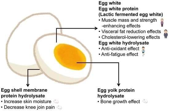 Please enjoy this great info Egg yolks good or bad, Egg white protein, Are eggs bad for your heart, Polygenic disease, Egg nutrition.
