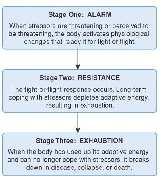 General adaptation syndrome stages, Selye's general adaptation syndrome, General adaptation syndrome, Adaptation syndrome, Gas model of stress.