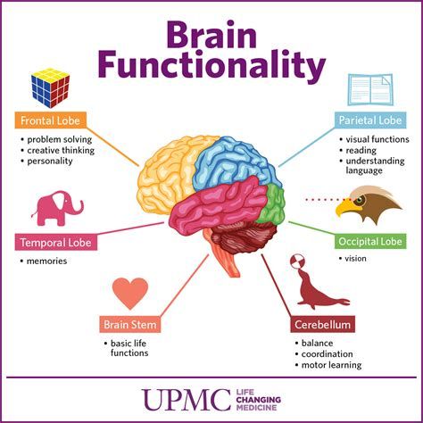 Please Find more detail about good vitamins for brain function, food good for brain health, food good for brain, best food brain, foods to help brain function.