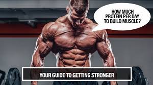 Protein Muscle Growth: