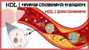 HDL Cholesterol