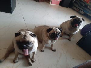 jena , osho and sara 