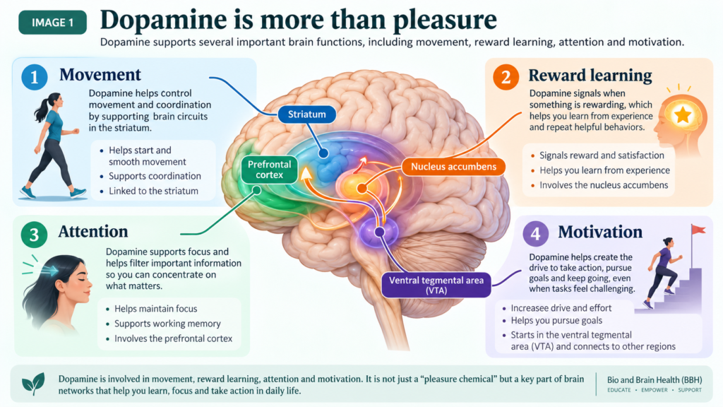 Educational brain diagram showing how dopamine supports movement, reward learning, attention, and motivation.
