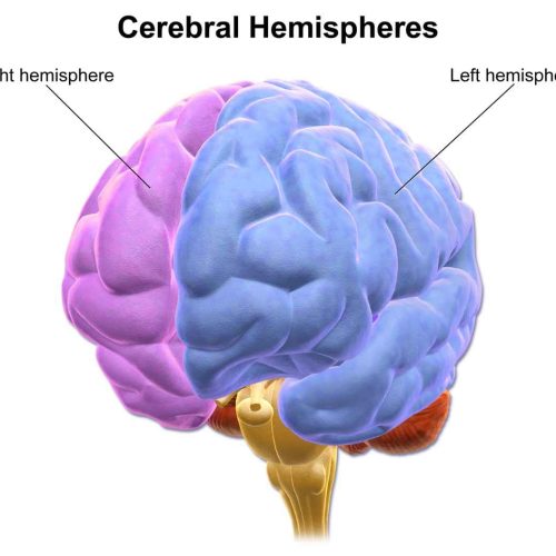 Please read this in detail Brain parts and functions, Brain anatomy and function, Brain structure and function, Right and left side, Brains function.