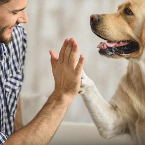 Pet therapy. please read more in detail about this topic - Therapy dogs for anxiety, Anxiety support dog, Therapy pet, Therapy dog.